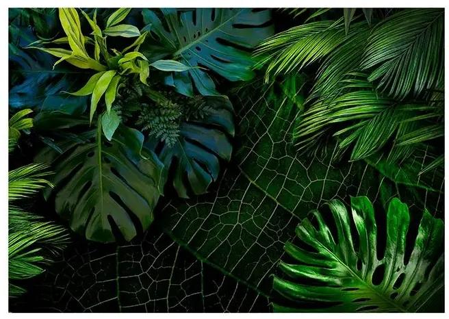 Fototapeta - Dark Jungle Veľkosť: 250x175, Verzia: Standard