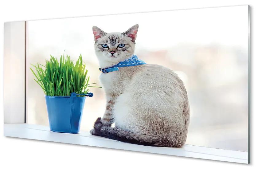 Obraz na akrylátovom skle Sediaci mačka 120x60 cm
