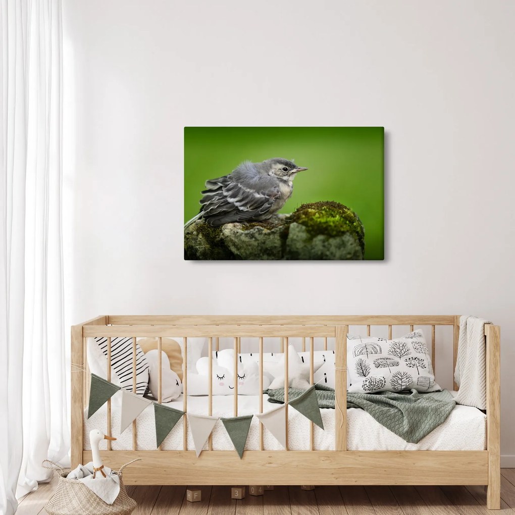 Obraz - Muchárik (90x60 cm)