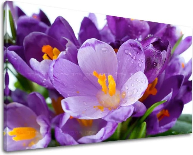 Obraz na stenu KVETY XOBKV137E11 - 20x30 cm