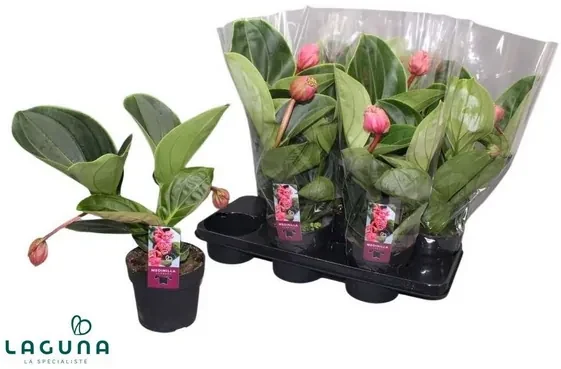 Medinilla magnifica Lambada 2+ flowers 14x50 cm