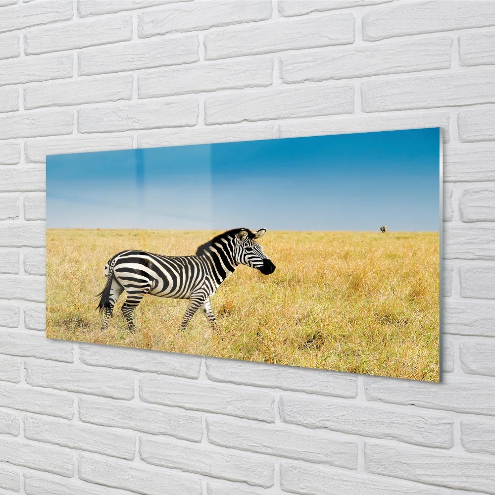 Obraz na akrylátovom skle Zebra box 100x50 cm