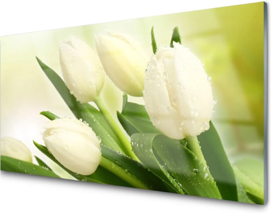 Obraz na akrylátovom skle Tulipány Kvety Rastlina