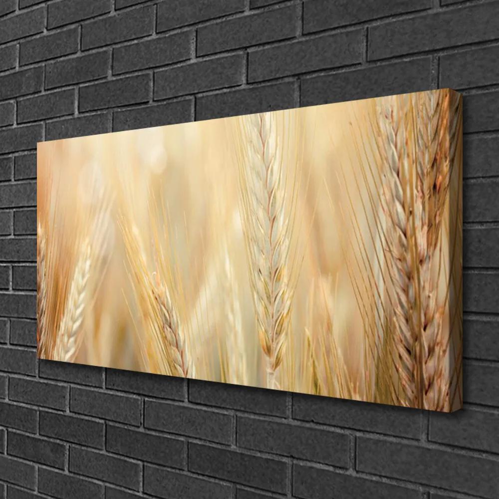 Obraz Canvas Pšenica rastlina príroda 120x60 cm