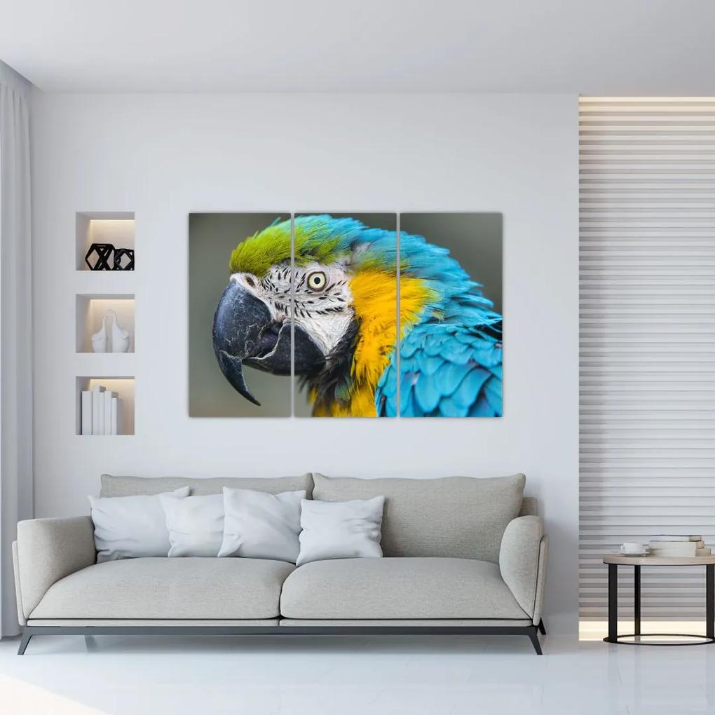 Papagáj - obraz