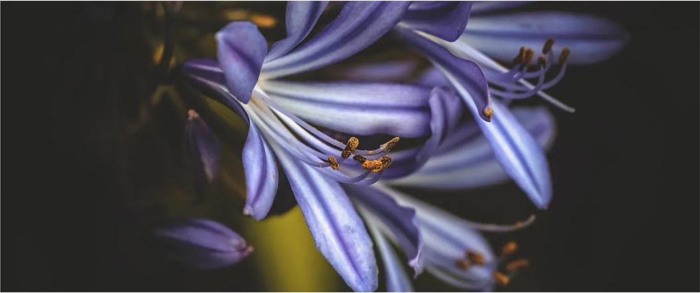 Obraz - Lila (120x50 cm)