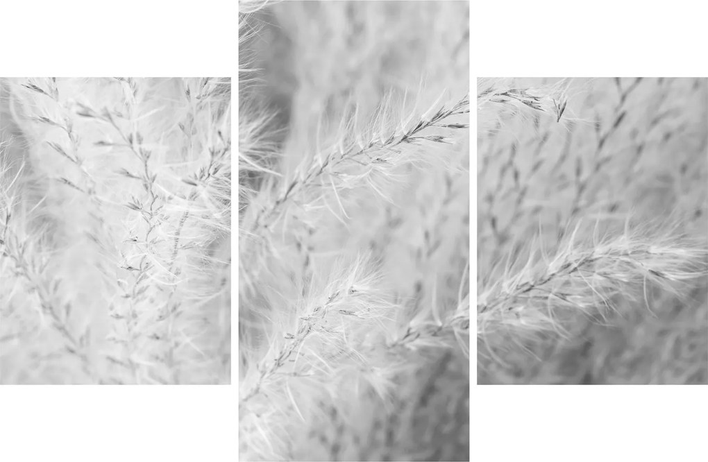 Obraz - Pampas grass N⁰1 (90x60 cm)