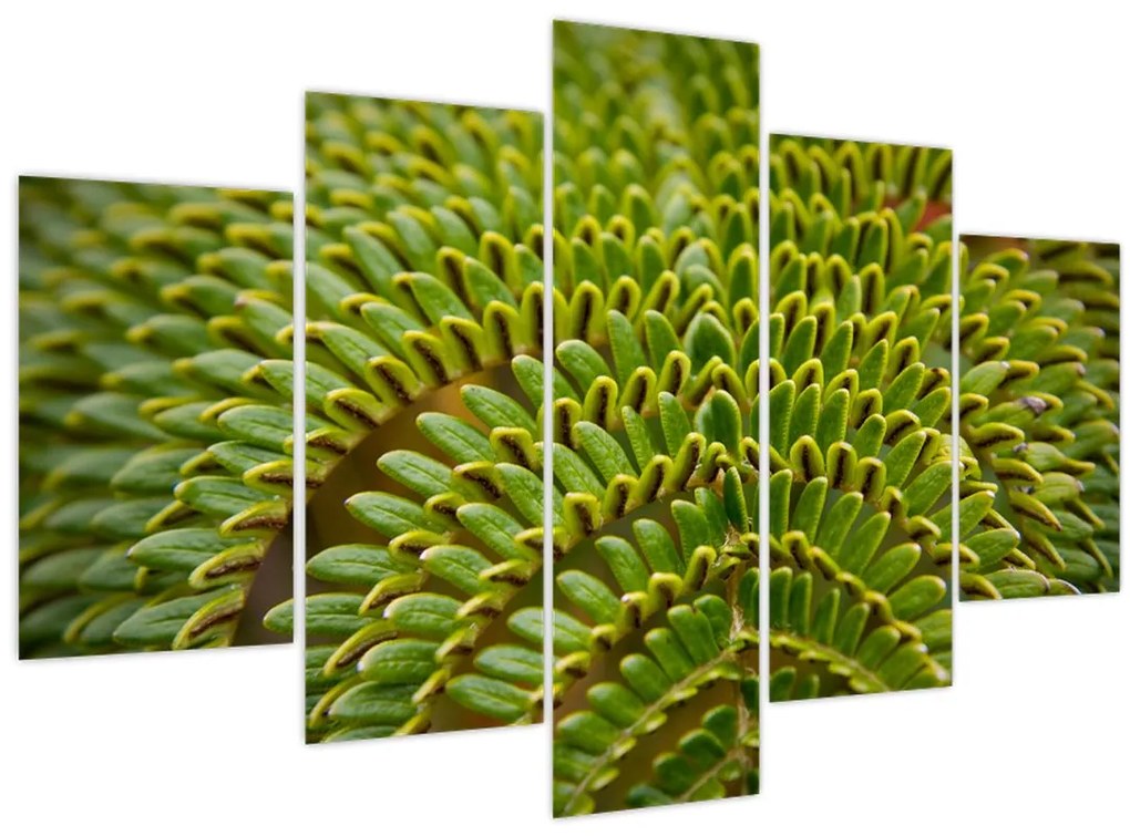 Obraz - Papraď (150x105 cm)