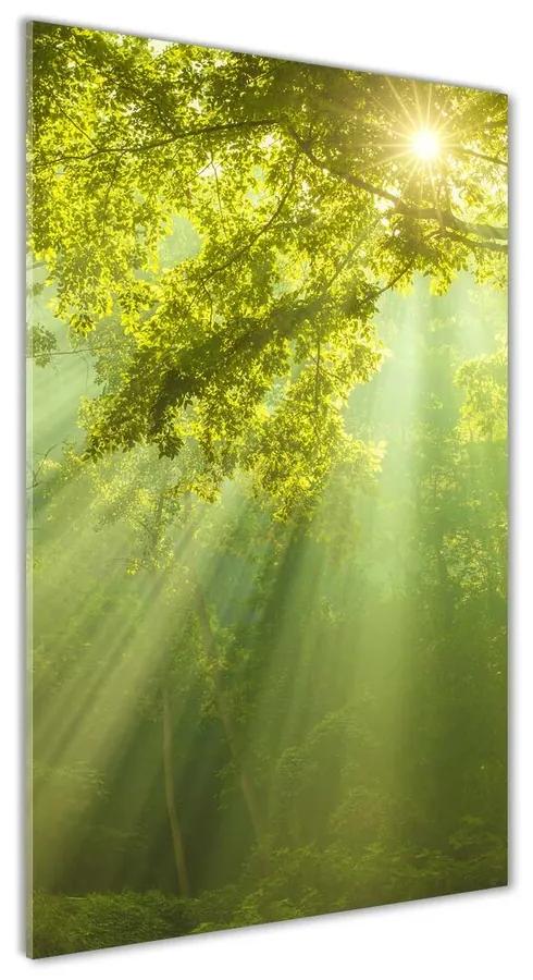 Foto obraz akryl do obývačky Slnko v lese pl-oa-70x140-f-88868942