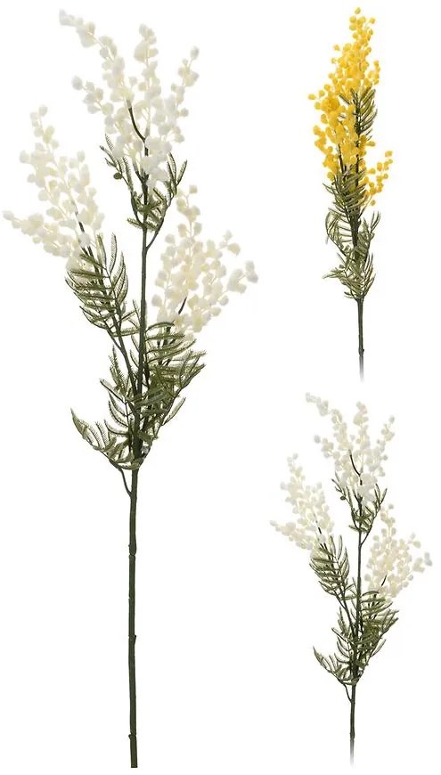 Acaciafarnesiana 85cm 2ass