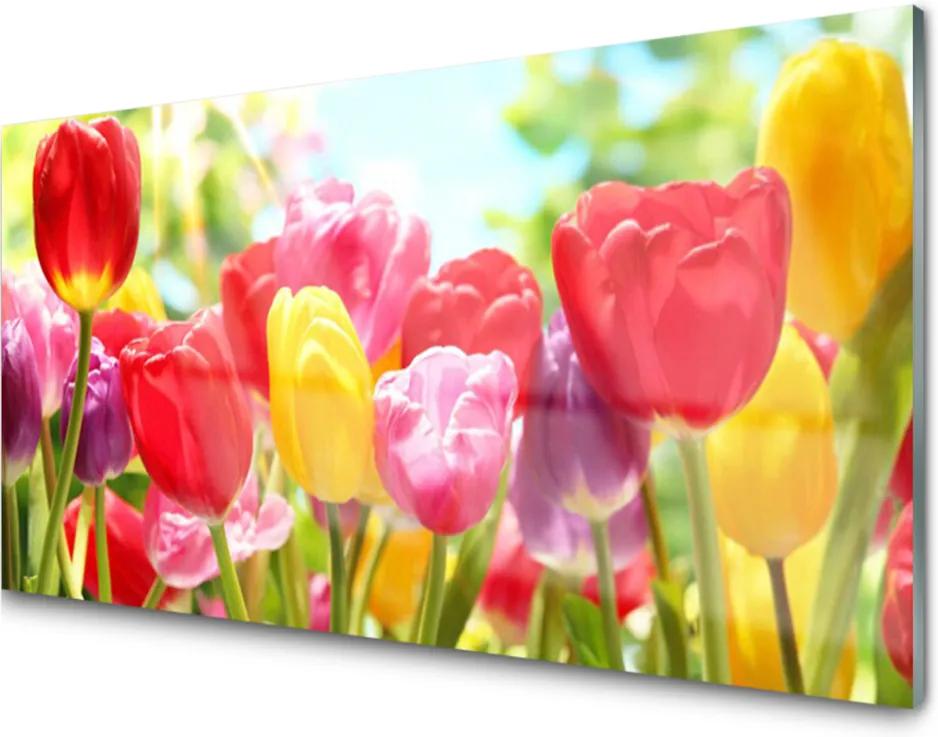 Plexisklo obraz Tulipány květiny rostlina