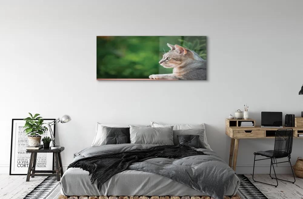 Obraz na akrylátovom skle Vyzerajúci mačka 120x60 cm