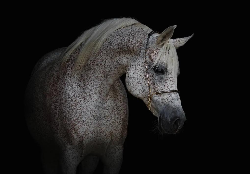 Fototapeta - Biely kôň (254x184 cm)