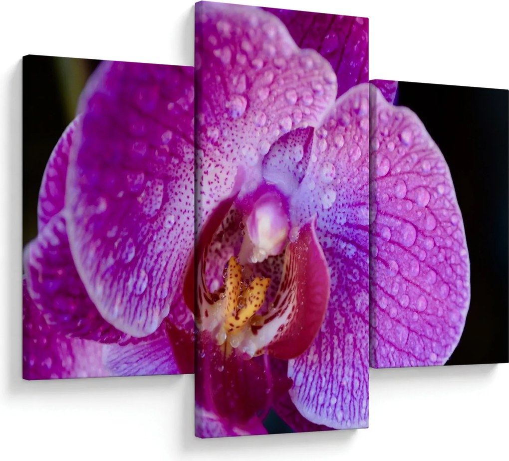 Detailný obraz kvetu orchidey (90x60 cm)