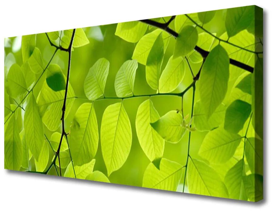Obraz na plátne Listy príroda rastlina 140x70 cm