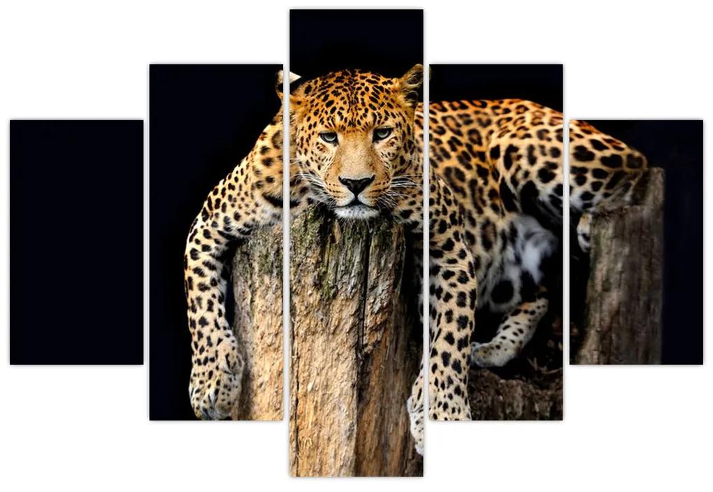 Leopard, obraz