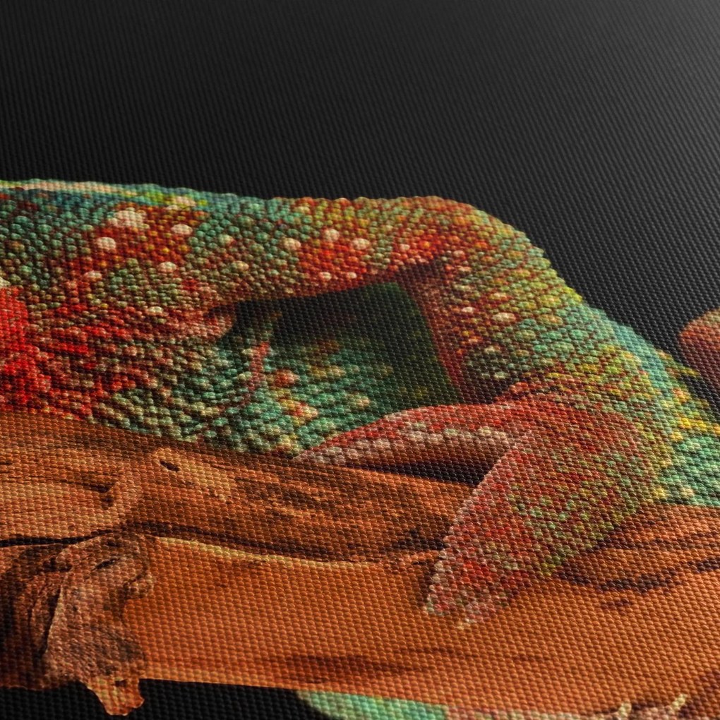 Obraz chameleóna na vetve (70x50 cm)