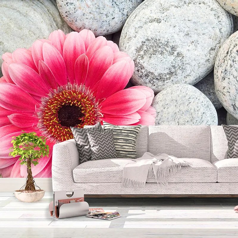 Sablio Tapeta Gerbera na kameňoch - 336x220 cm