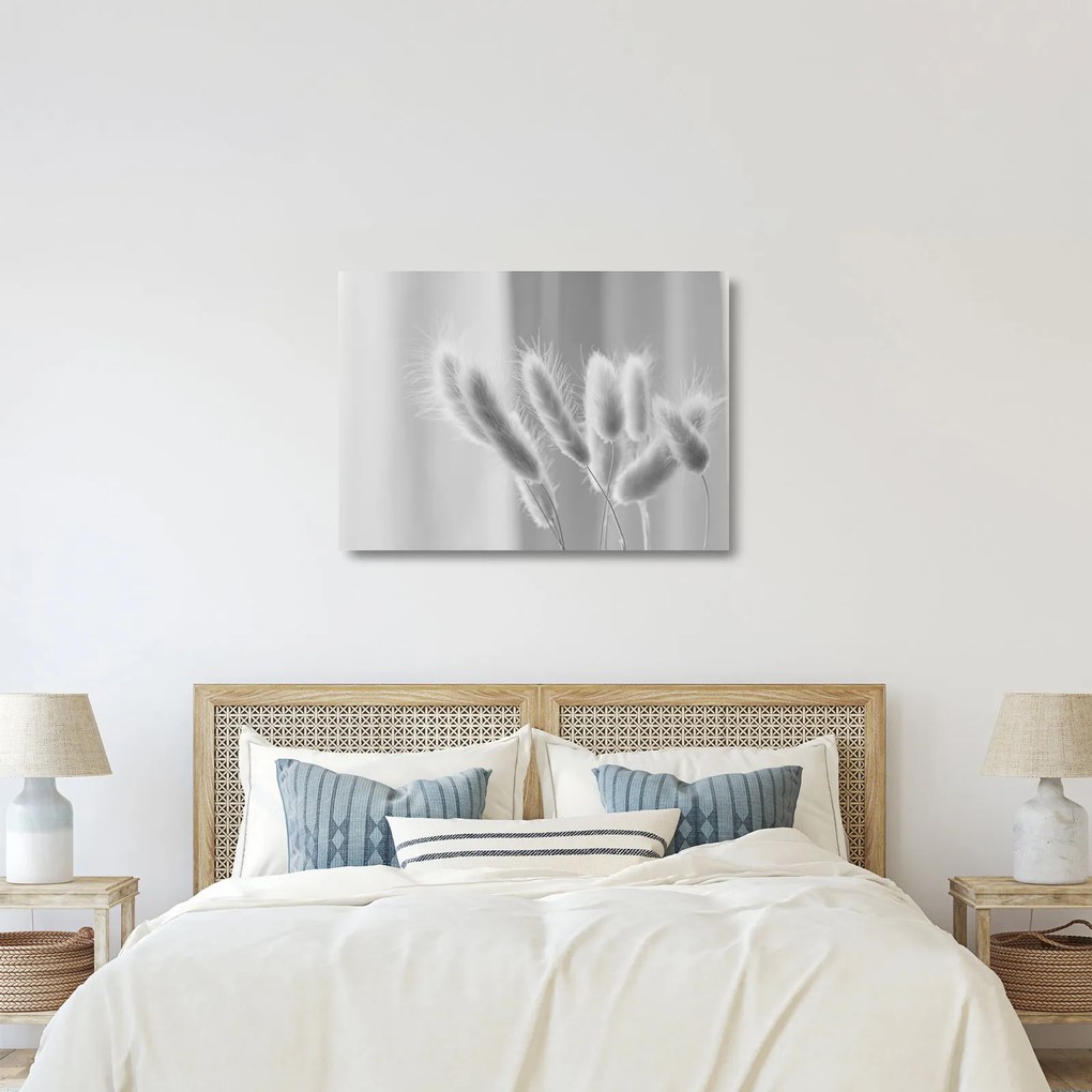 Sklenený obraz - Bunny tail grass (70x50 cm)