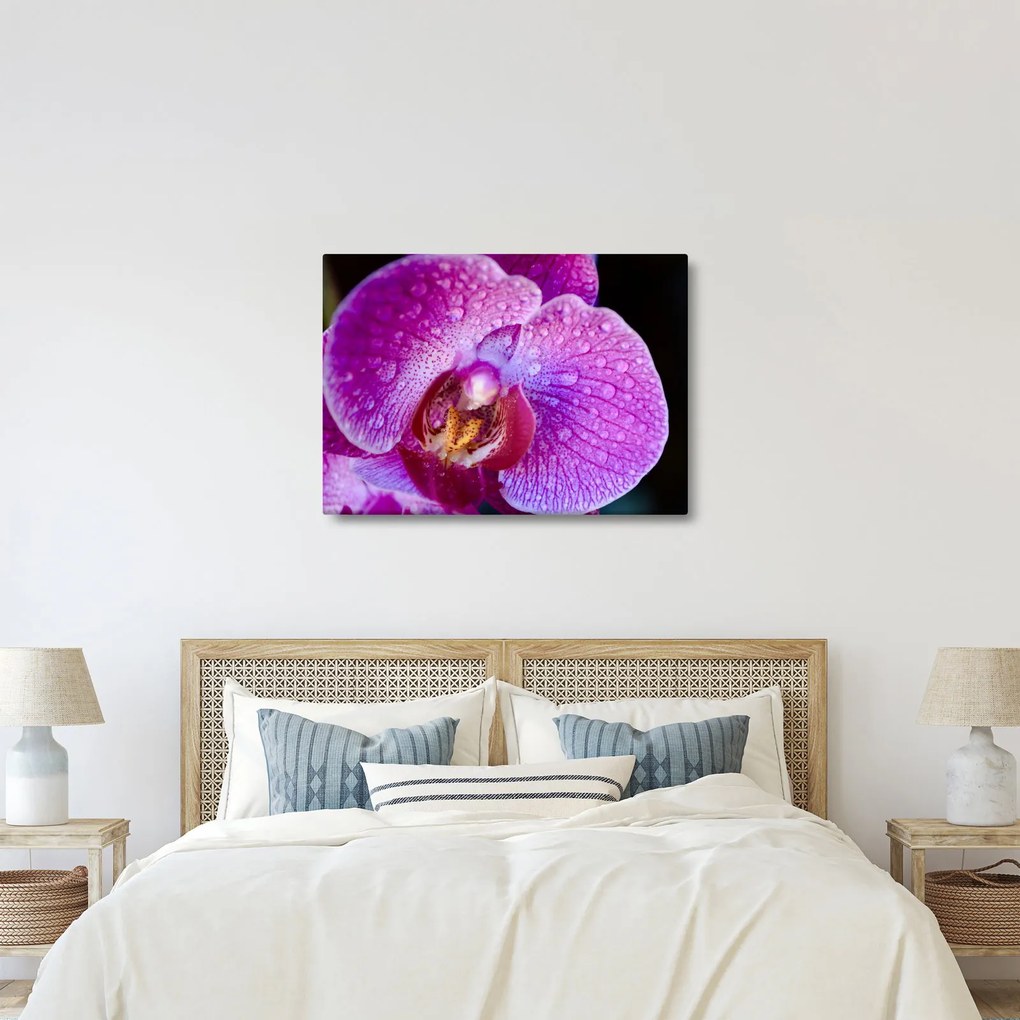 Detailný obraz kvetu orchidey (70x50 cm)