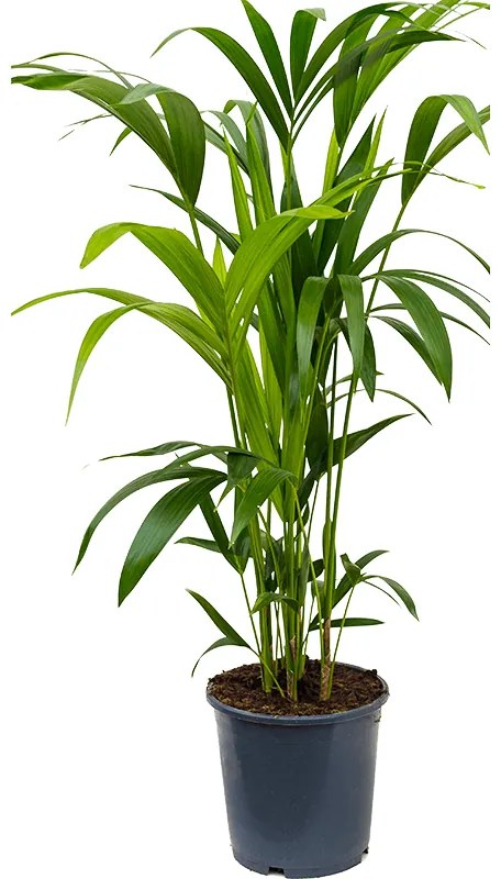 Kentia (howea) forsteriana 21x100 cm