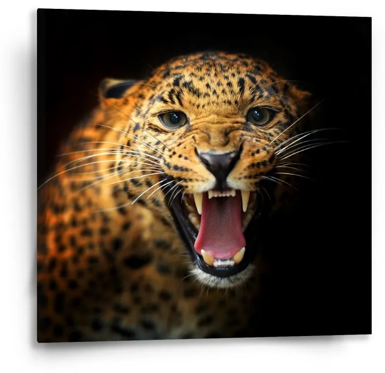 Sablio Obraz Gepard 2 - 50x50 cm