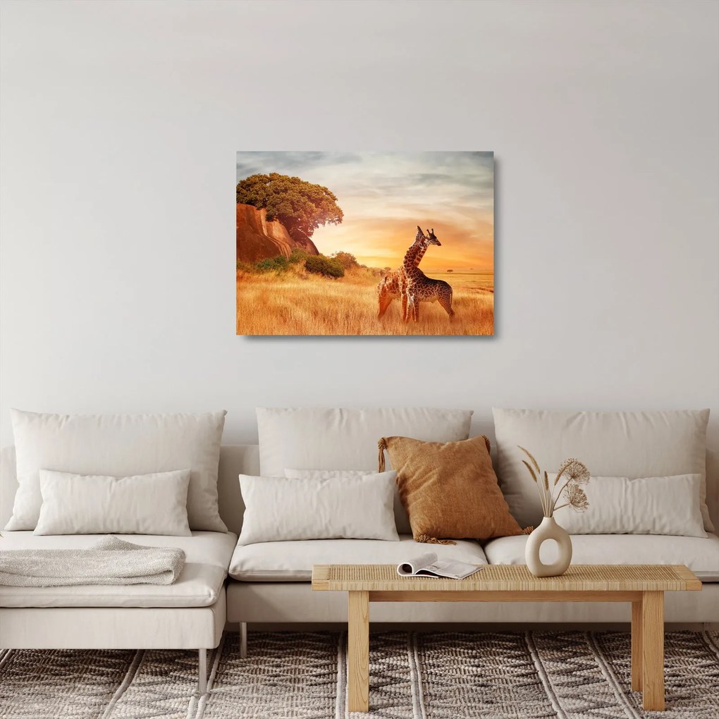 Sklenený obraz - Žirafy v Afrike (70x50 cm)