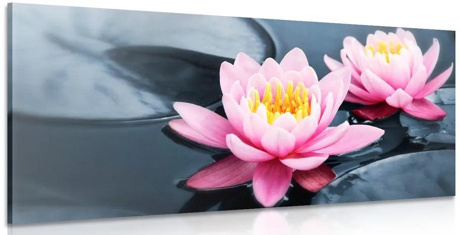 Obraz lotosový kvet v jazere Varianta: 100x50