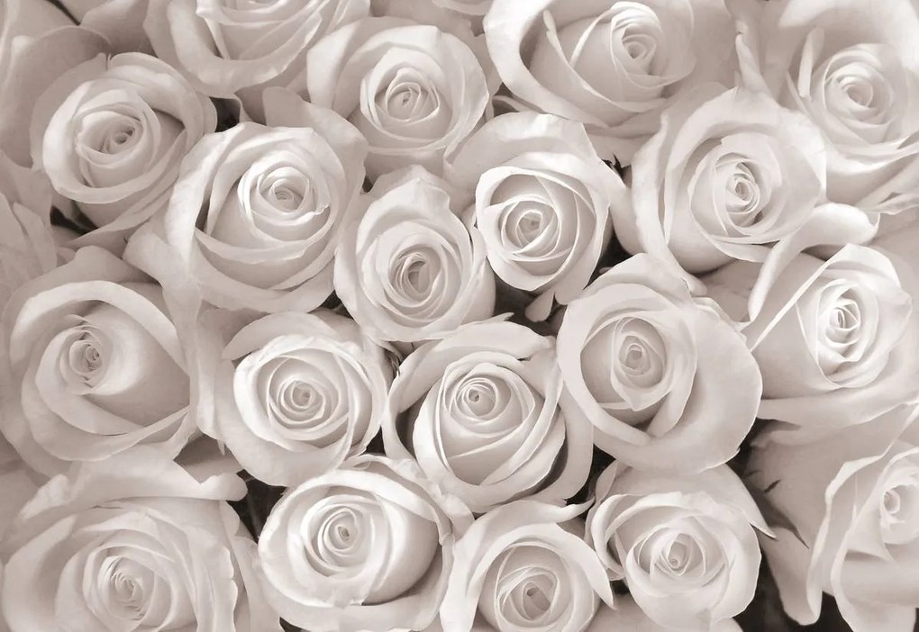 Fototapeta - Biele ruže (152,5x104 cm)
