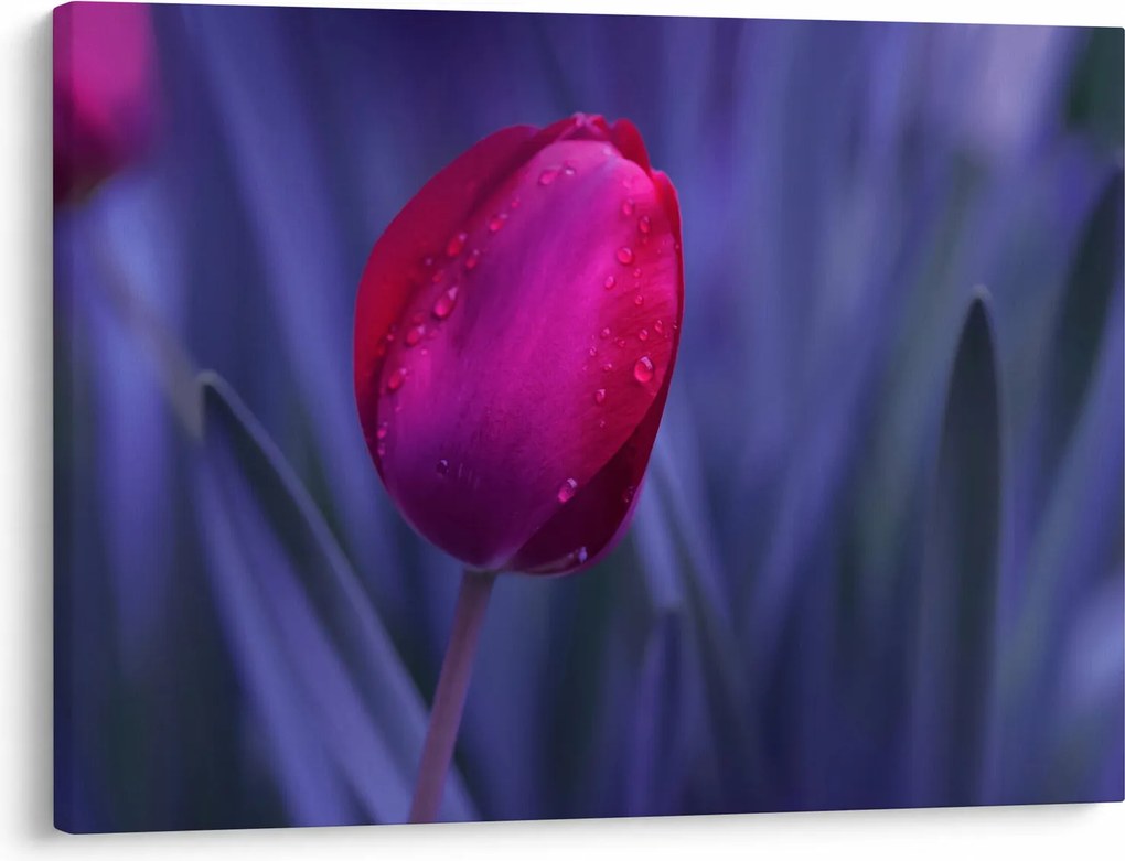 Obraz pupete tulipánu (70x50 cm)
