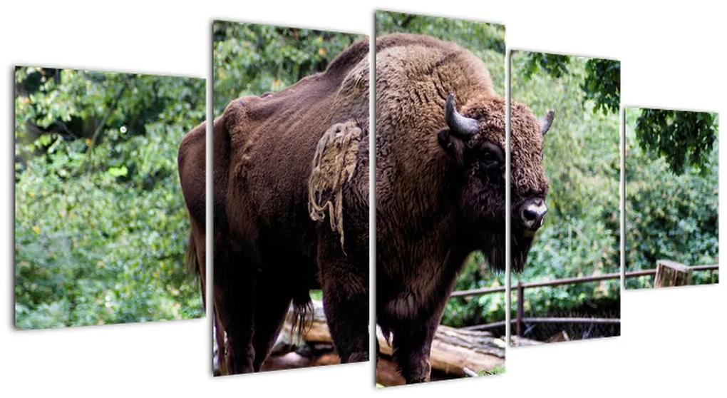 Obraz s americkým bizónom