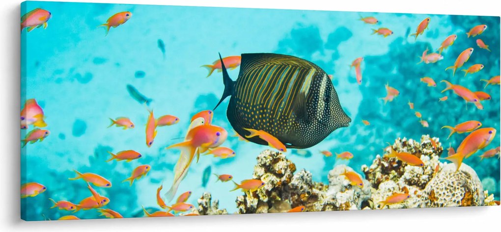 Obraz podmorského sveta (120x50 cm)