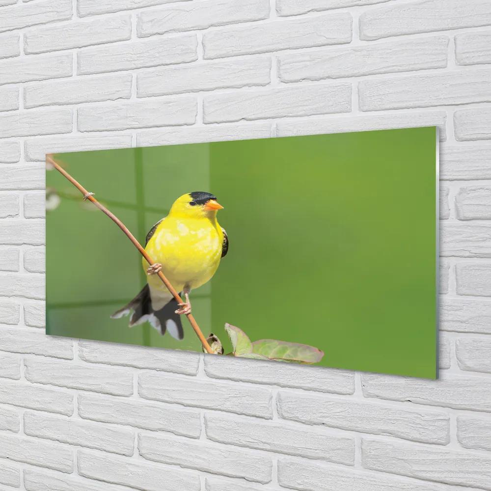 Obraz na akrylátovom skle Žltý papagáj 125x50 cm