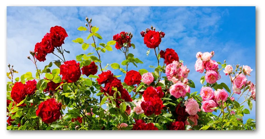 Foto obraz sklo tvrzené divoké ruže cz-osh-100x50-f-104021490