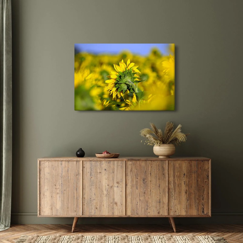 Obraz slnečnice (90x60 cm)