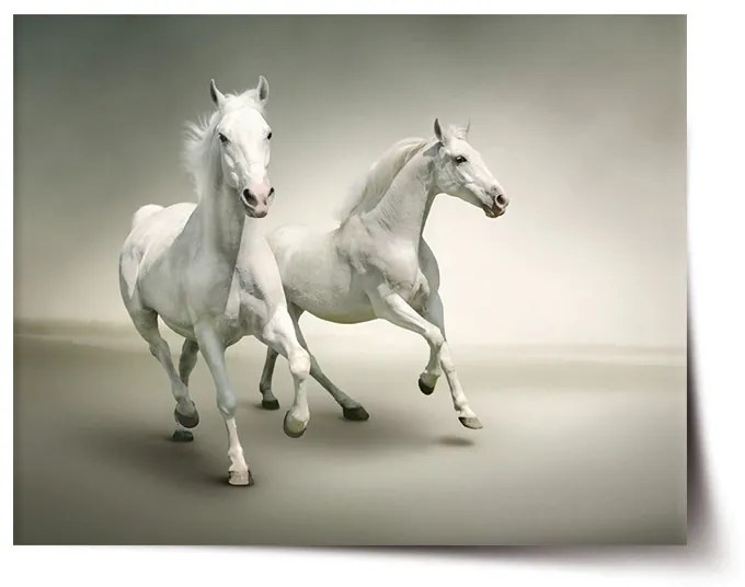 Sablio Plagát Dva biele koňe - 120x80 cm