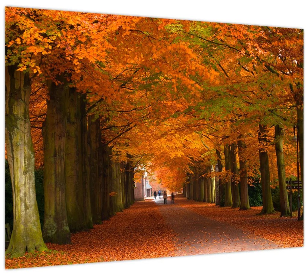 Obraz - Jeseň Alej stromov (70x50 cm)