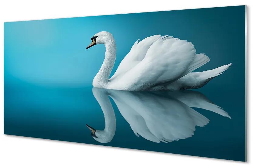 Nástenný panel  Swan vo vode 140x70cm