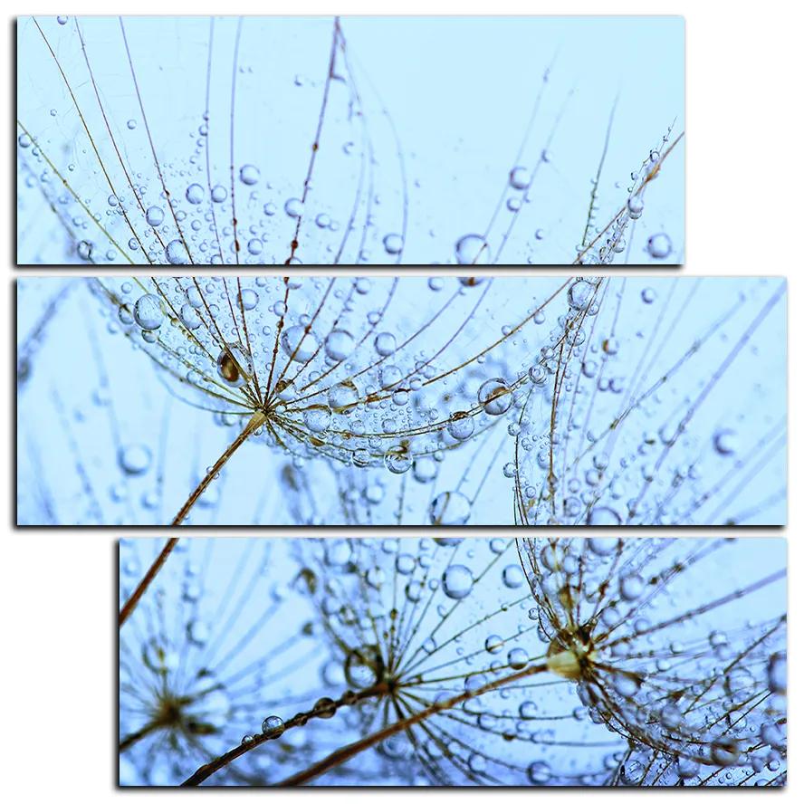 Obraz na plátne - Pampeliškové semienka s kvapkami vody - štvorec 3202D (75x75 cm)