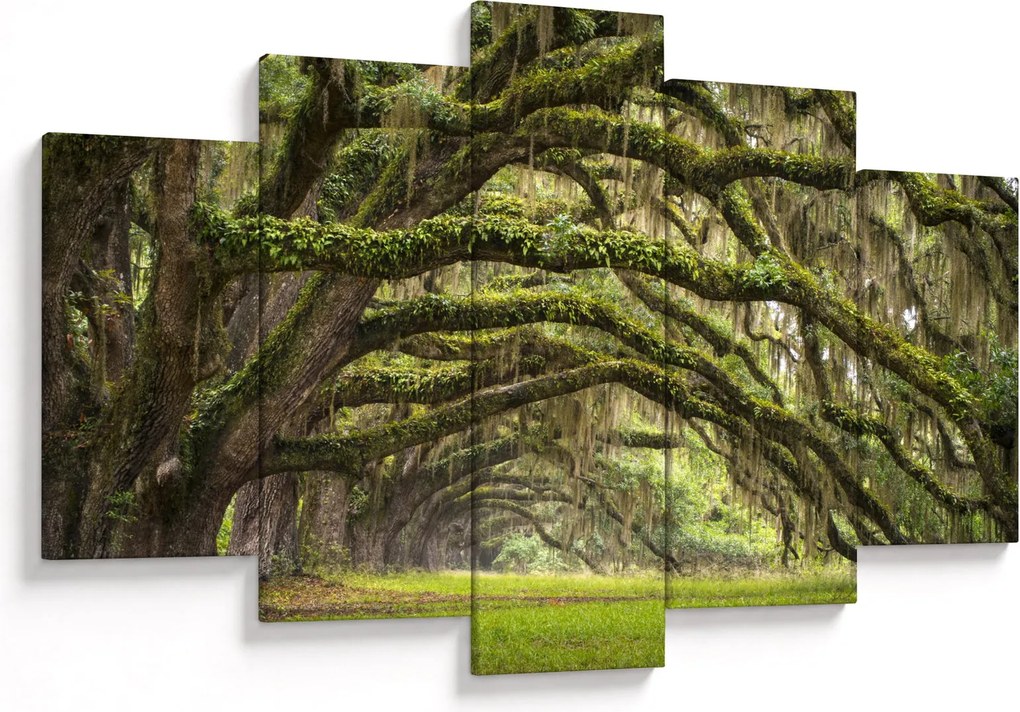Obraz - Oaks Avenue, Charleston, Južná Karolína, USA (150x105 cm)
