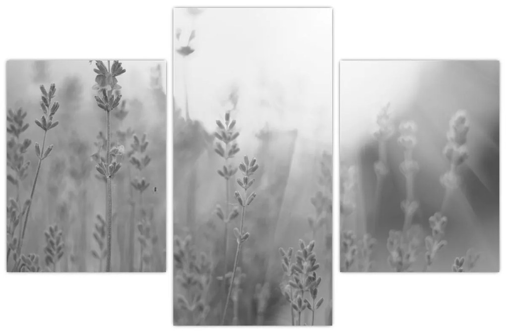 Obraz - Levanduľa (90x60 cm)