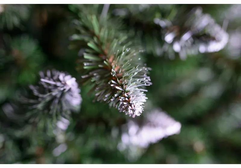 Vianočný stromček Konrad 220 cm