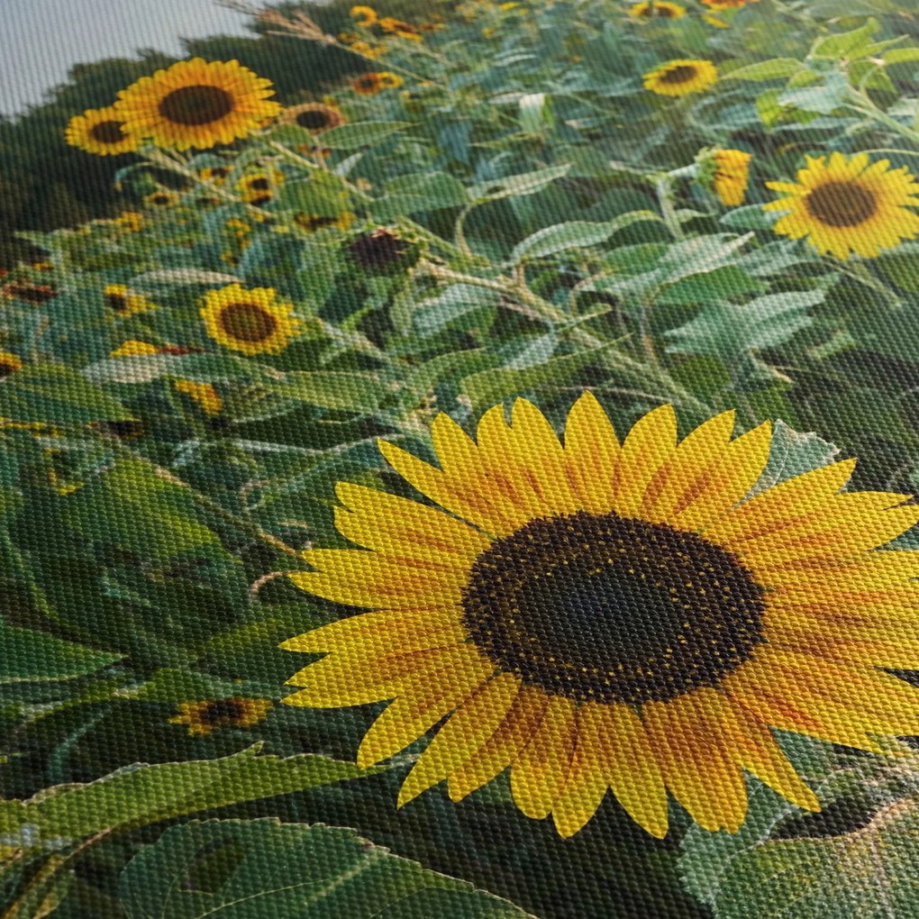 Obraz - Slnečnicové pole II. (90x60 cm)