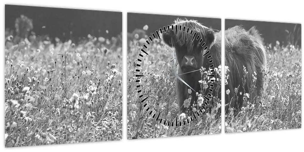 Obraz - Škótska krava 5, čiernobiela (s hodinami) (90x30 cm)