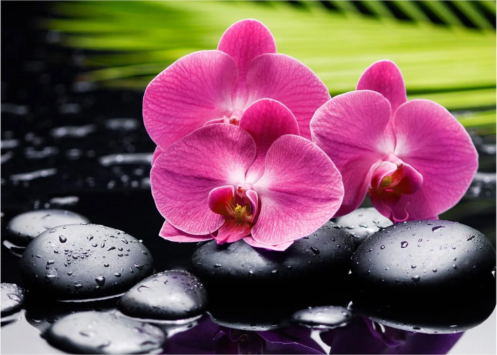 Obraz - Ružové orchidey s palmovým listom (70x50 cm)