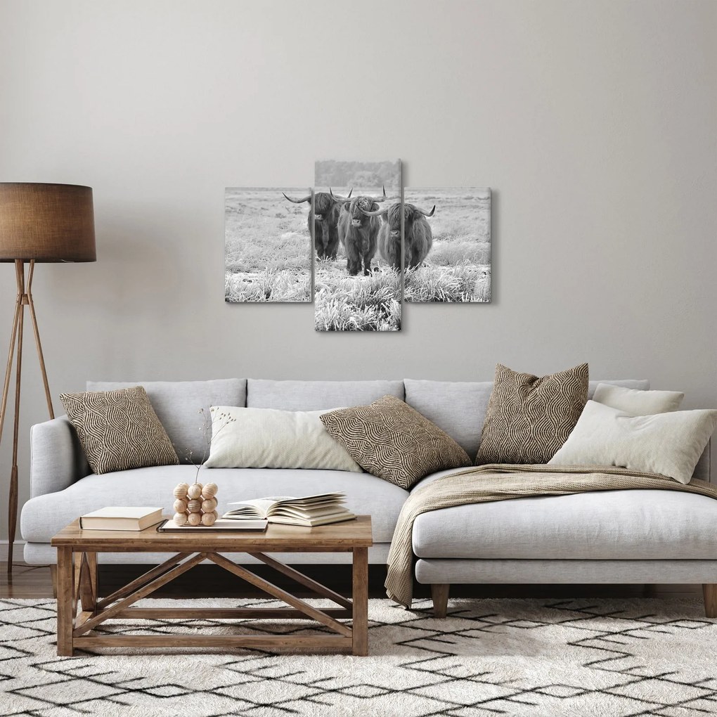 Obraz - Škótske kravy, čiernobiela (90x60 cm)