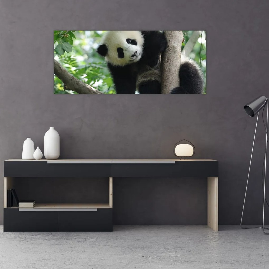 Obraz - Panda na strome (120x50 cm)