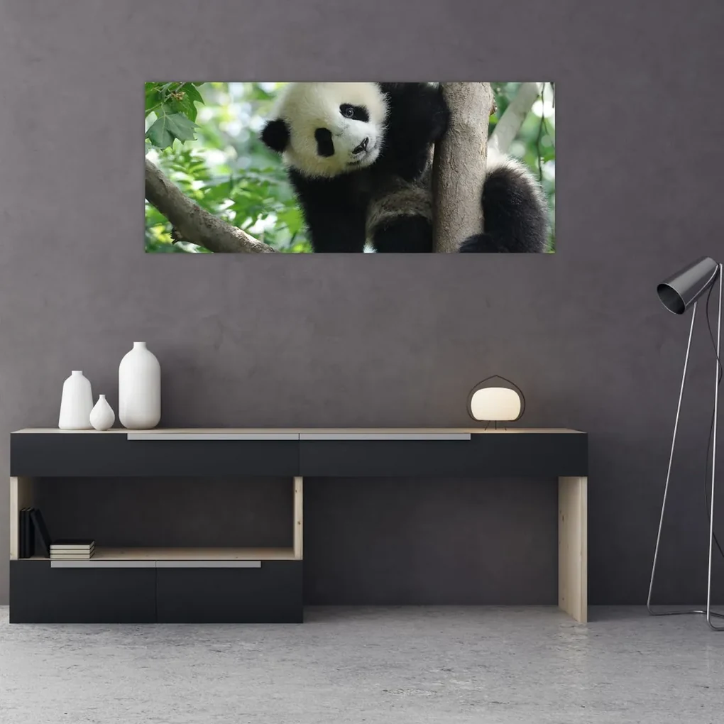 Obraz - Panda na strome (120x50 cm)
