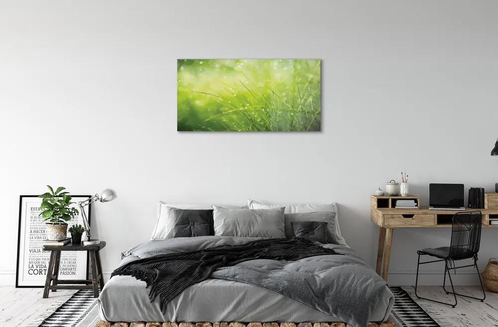 Obraz na skle Tráva kvapky rosy 140x70 cm