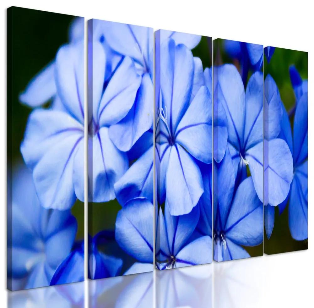 5-dielny obraz krásne nebesky modré kvety